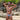 Daniel Alexander DAI089 Animal  Bikini - Erogenos