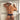 Daniel Alexander DAJ014 Bikinis See Through Back - Erogenos