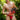 Daniel Alexander DAI057 Bikini - Erogenos