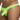 Good Devil GD7107 Thong - Erogenos