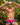 Agacio AGG042 Visual Boxer Brief - Erogenos