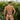 Cover Male CMK063  Provocative Thong - Erogenos