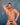 Daddy DDK035 Stroke Thong - Erogenos