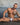 Daddy DDK038  Lover Thong - Erogenos