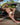 Daddy DDK039 I have Pride Thong - Erogenos