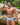 Daniel Alexander DAG010 Wide Waistband Boxer Trunk - Erogenos