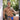 Good Devil GDK061 Mesh Waistband Thong - Erogenos