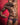 Good Devil GDK066 Supportive Multi Strings Thong - Erogenos