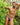 Kyle KLE009 Open Back Sporty Jockstrap - Erogenos