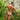 Kyle KLE009 Open Back Sporty Jockstrap - Erogenos