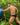 Kyle KLI040 Tri Color Comfy Bikini - Erogenos