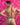 Kyle KLK024 Multi Color V-Shape Thongs - Erogenos
