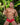 Secret Male SMI039 Love Me Not Bikini - Erogenos