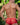 Secret Male SMI039 Love Me Not Bikini - Erogenos